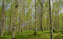Beware of ticks in the forest in summertime